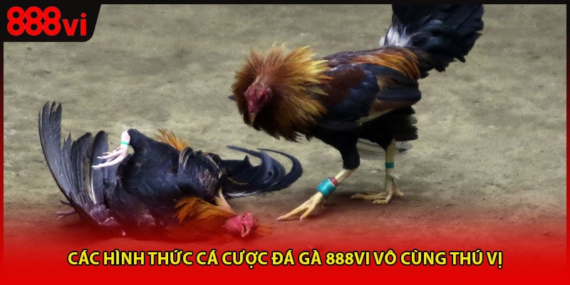 Các hình thức cá cược đá gà 888vi vô cùng thú vị