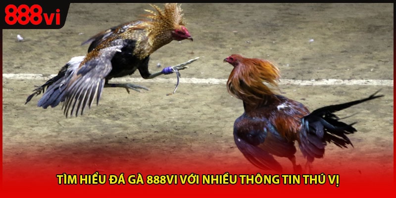 Tìm hiểu đá gà 888vi với nhiều thông tin thú vị